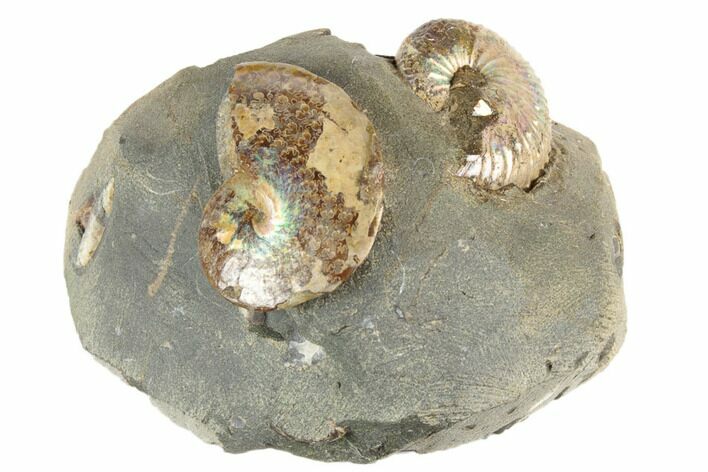 Fossil Ammonites (Sphenodiscus & Jeletzkytes) - South Dakota #189338